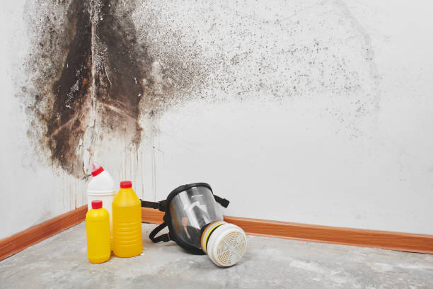 Professional Mold Removal in Blossburg, PA