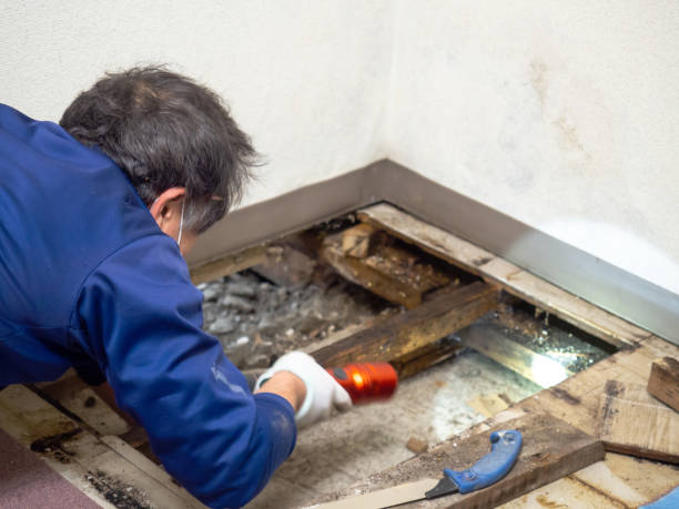 Best Mold Testing  in Blossburg, PA