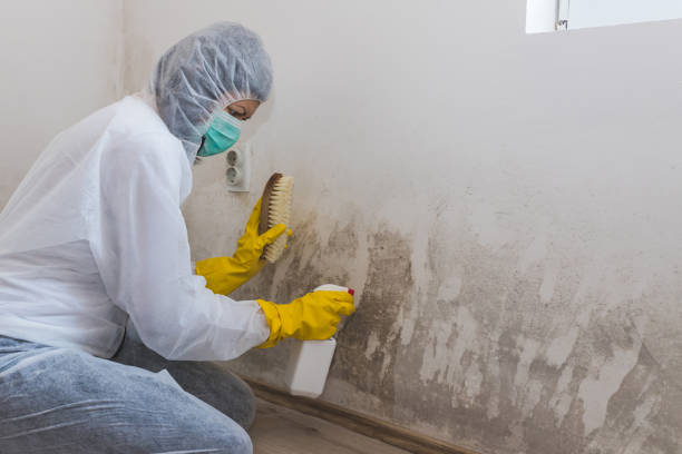 Best Mold Remediation  in Blossburg, PA