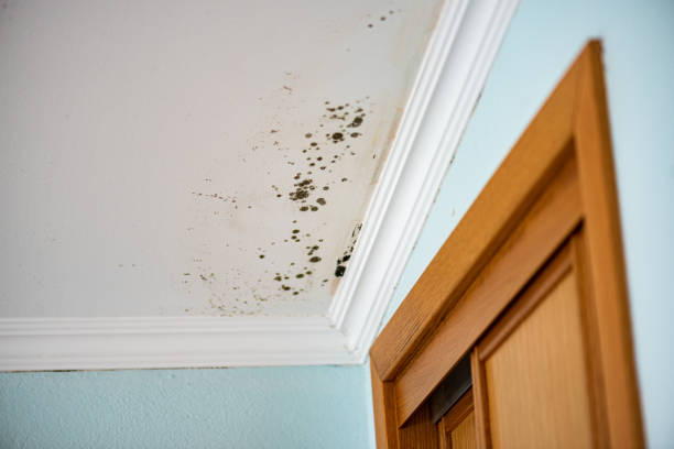 Best Mold Removal Company Near Me  in Blossburg, PA
