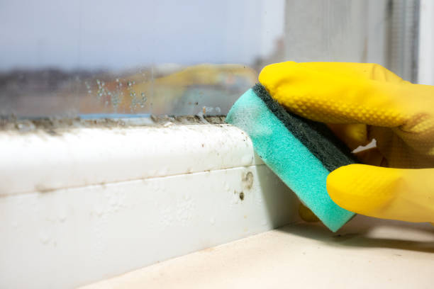Reliable Blossburg, PA Mold Removal Solutions