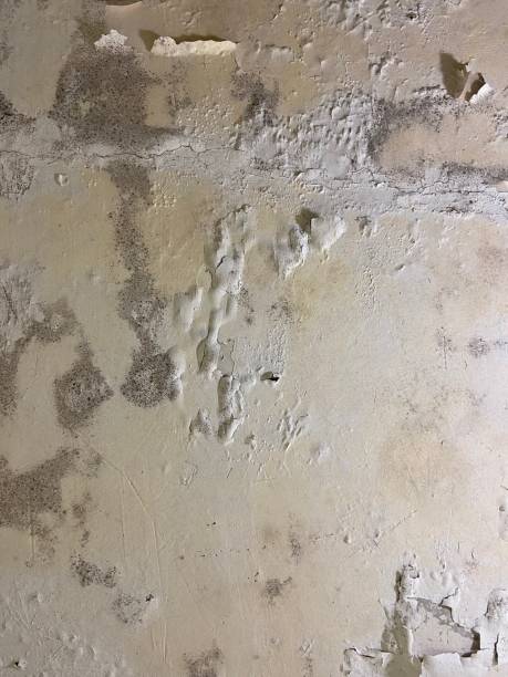 Mold Removal Process in Blossburg, PA