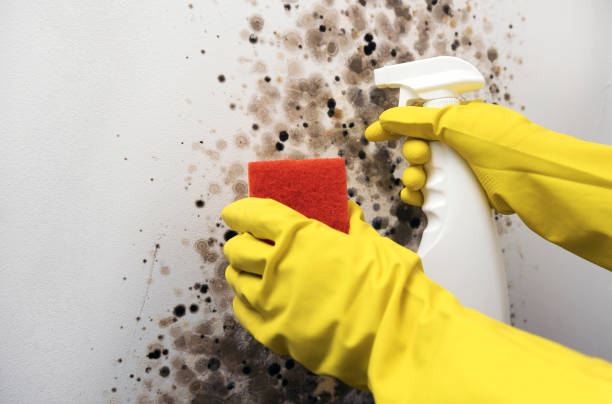 Best Mold Testing  in Blossburg, PA