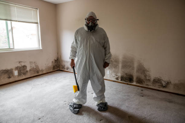 Best Affordable Mold Removal  in Blossburg, PA