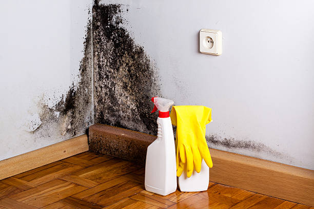 Best Home Mold Removal  in Blossburg, PA