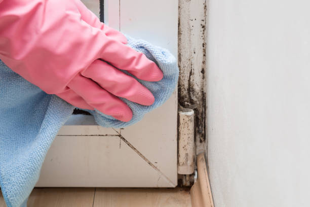 Best Mold Removal Near Me  in Blossburg, PA