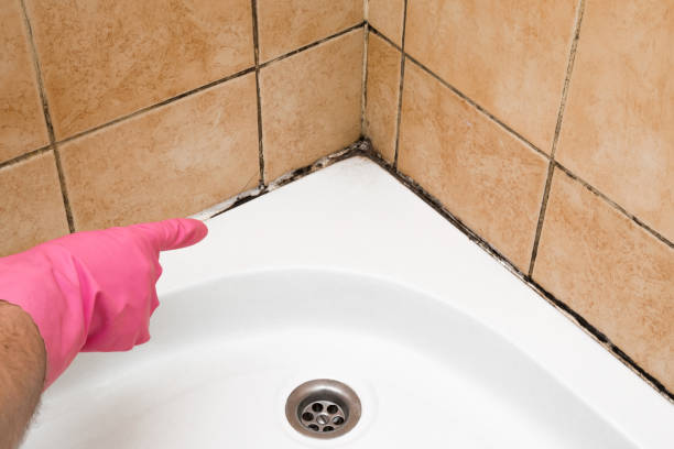 Best Mold Testing  in Blossburg, PA